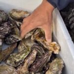 いよいよ牡蠣シーズン到来です！